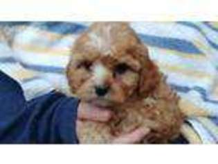 Cavapoo Puppy for sale in Loomis, CA, USA