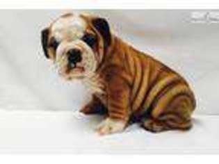 Bulldog Puppy for sale in Boston, MA, USA