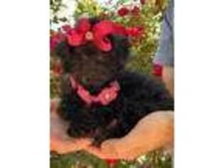 Mutt Puppy for sale in New Albany, MS, USA