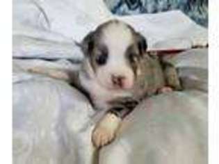 Miniature Australian Shepherd Puppy for sale in Cave City, KY, USA