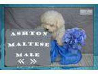 Maltese Puppy for sale in Canton, OH, USA