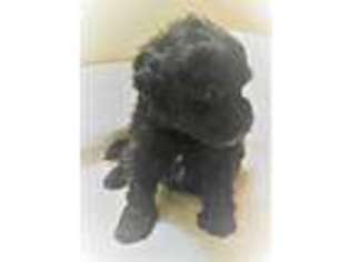 Havanese Puppy for sale in Thomasville, GA, USA