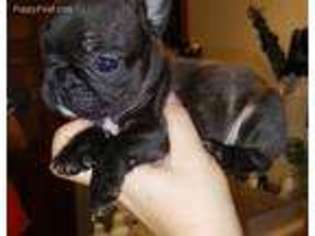 French Bulldog Puppy for sale in Moore, SC, USA