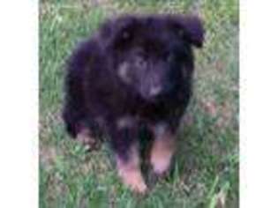 German Shepherd Dog Puppy for sale in Indian Trail, NC, USA