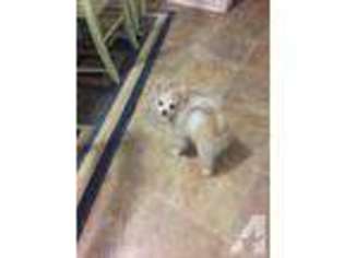 Pomeranian Puppy for sale in SAN DIEGO, CA, USA