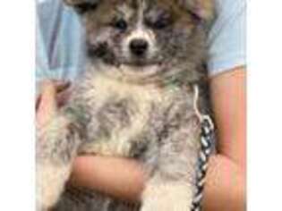 Akita Puppy for sale in Siloam Springs, AR, USA