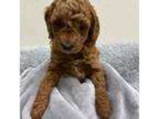Goldendoodle Puppy for sale in Hurricane, UT, USA