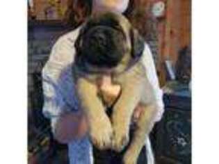 Mastiff Puppy for sale in Troy, NC, USA