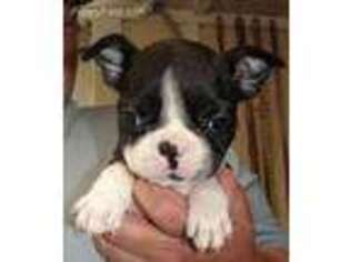 Boston Terrier Puppy for sale in Portland, OR, USA