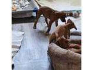 Rhodesian Ridgeback Puppy for sale in Hastings, FL, USA