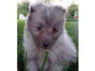 Shetland Sheepdog Puppy for sale in Mulkeytown, IL, USA