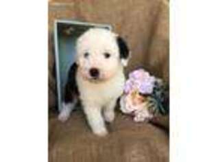 Old English Sheepdog Puppy for sale in Homestead, FL, USA
