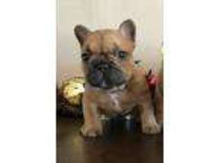 French Bulldog Puppy for sale in Whitesboro, OK, USA