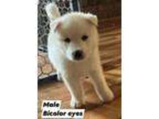 Siberian Husky Puppy for sale in Colbert, GA, USA