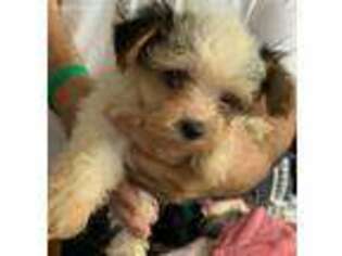 Yorkshire Terrier Puppy for sale in Myrtle Beach, SC, USA