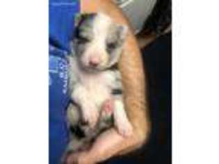 Border Collie Puppy for sale in Coosada, AL, USA