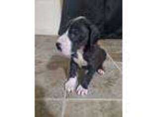 Great Dane Puppy for sale in Three Oaks, MI, USA