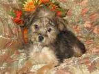 Yorkshire Terrier Puppy for sale in Garner, IA, USA