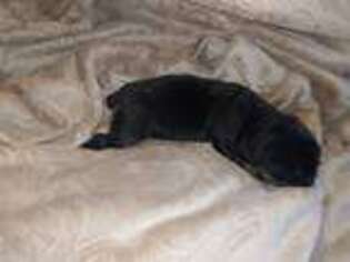Rottweiler Puppy for sale in Butler, IN, USA