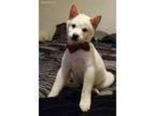 Shiba Inu Puppy for sale in Montgomery, IL, USA
