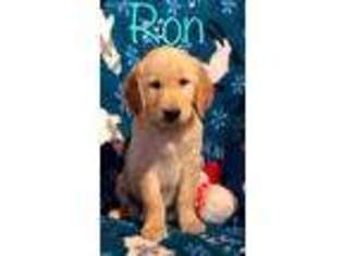 Golden Retriever Puppy for sale in Fowlerville, MI, USA