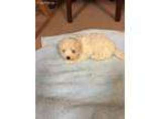 Maltese Puppy for sale in Catawba, SC, USA