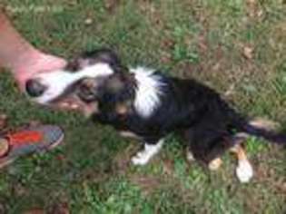 Border Collie Puppy for sale in Milledgeville, GA, USA