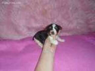 Biewer Terrier Puppy for sale in Berryville, AR, USA