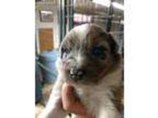 Australian Shepherd Puppy for sale in Saxon, WI, USA