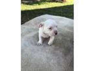 Olde English Bulldogge Puppy for sale in Smiley, TX, USA
