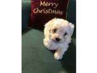 Mutt Puppy for sale in Columbia, VA, USA