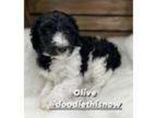 Labradoodle Puppy for sale in Salem, UT, USA
