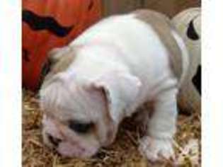 Bulldog Puppy for sale in AKRON, OH, USA
