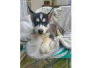 Siberian Husky Puppy for sale in Reston, VA, USA