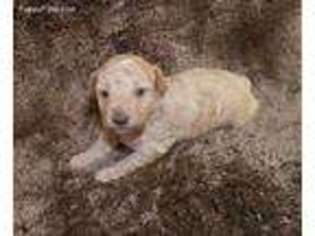 Goldendoodle Puppy for sale in Buckingham, VA, USA