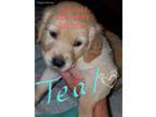 Golden Retriever Puppy for sale in Brownsville, KY, USA