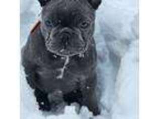 French Bulldog Puppy for sale in East Moline, IL, USA