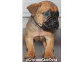 Cane Corso Puppy for sale in Lone Grove, OK, USA
