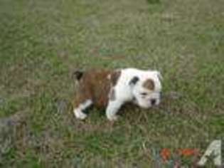 Bulldog Puppy for sale in PINK HILL, NC, USA