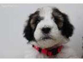 Mutt Puppy for sale in Benton, KY, USA