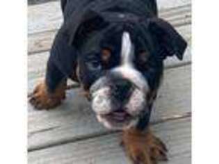 Bulldog Puppy for sale in Frankford, WV, USA