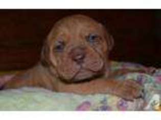 American Bull Dogue De Bordeaux Puppy for sale in TIONESTA, PA, USA