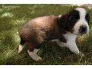 Saint Bernard Puppy for sale in Hinckley, UT, USA