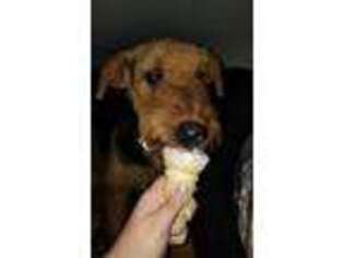 Airedale Terrier Puppy for sale in Fort Wayne, IN, USA
