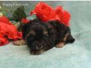 Shih-Poo Puppy for sale in Harrington, DE, USA