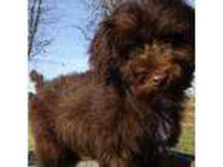 Portuguese Water Dog Puppy for sale in Ash Flat, AR, USA