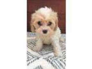 Cavachon Puppy for sale in Darien, CT, USA