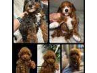 Mutt Puppy for sale in Coldspring, TX, USA