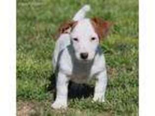 Jack Russell Terrier Puppy for sale in Seymour, TX, USA