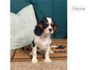 Cavalier King Charles Spaniel Puppy for sale in Joplin, MO, USA